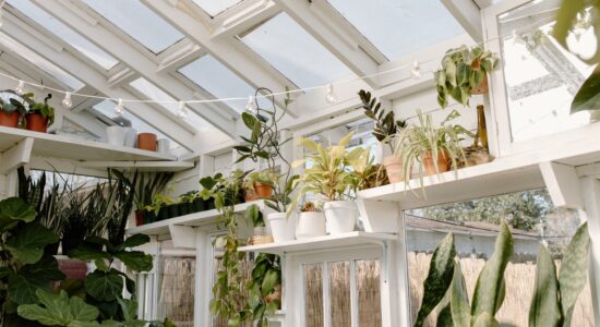 botanica