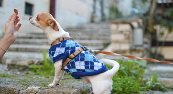 cane con cappottino