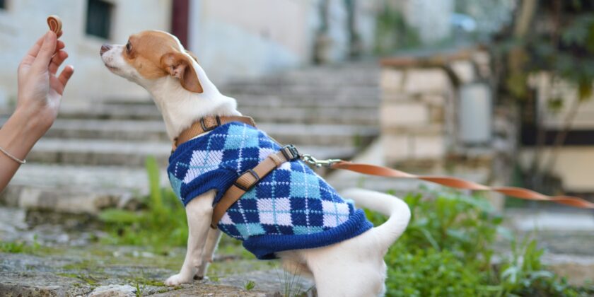 cane con cappottino