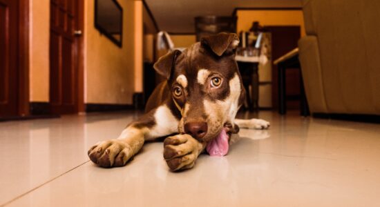 cane che lecca