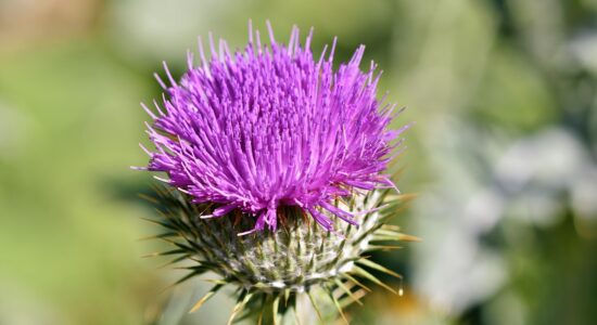 cardo