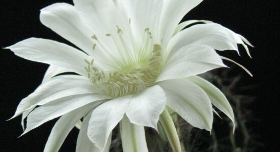 Cereus peruvianus