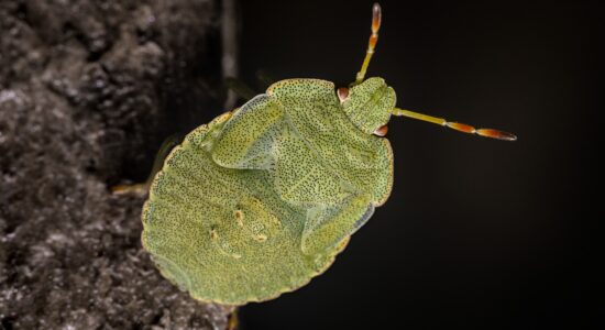 cimici