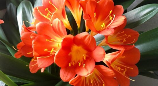 clivia