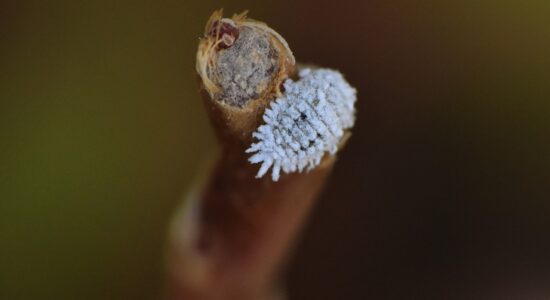 cocciniglie