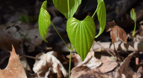 dioscorea