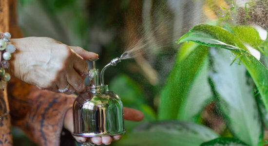 ficus