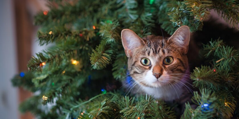 gatto e albero di Natale