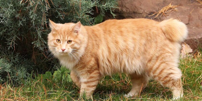 gatto