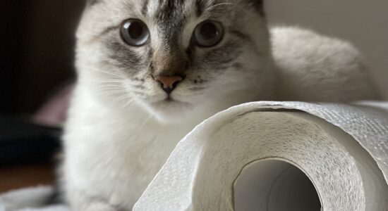 gatti e rotoli