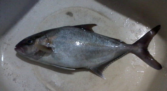 pesce