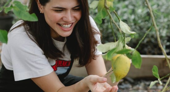 pianta del limone