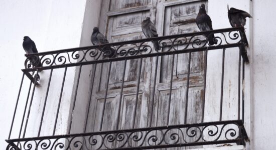 piccioni
