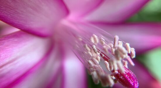 Schlumbergera cactus