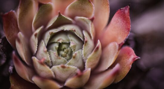 Sempervivum