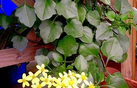 fiori gialli