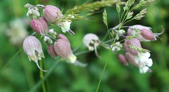 silene vulgaris