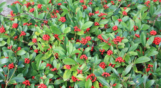 japonica