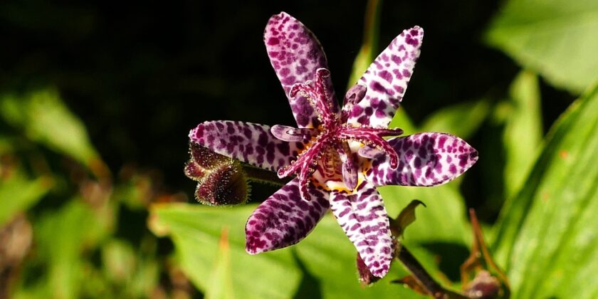 tricyrtis