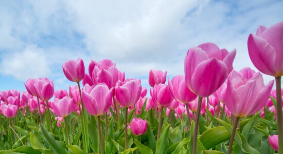 tulipani