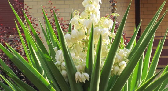 yucca