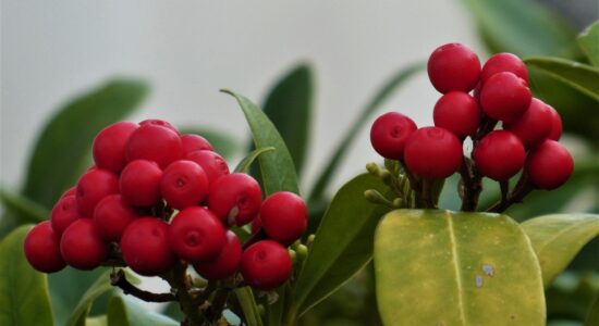 Skimmia