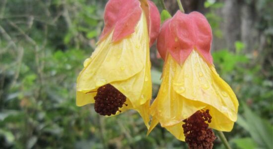 abutilon megapotamicum