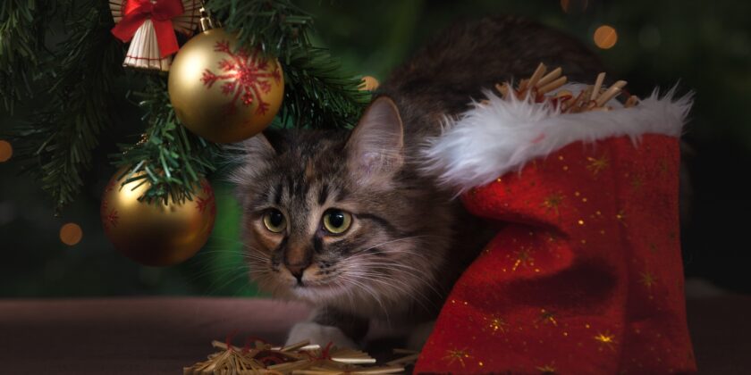 albero di Natale e gatti