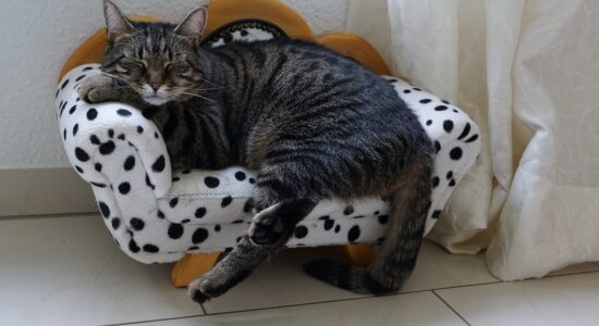 animali
