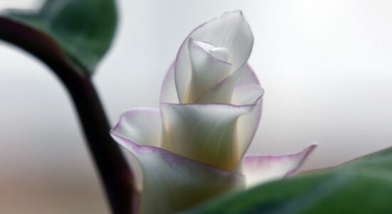 calathea