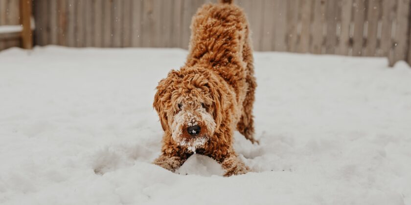 cane