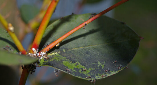 cocciniglie