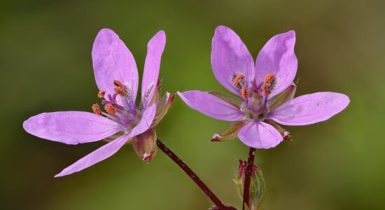 erodium