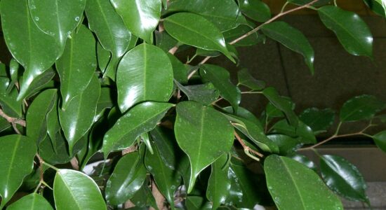 ficus benjamin