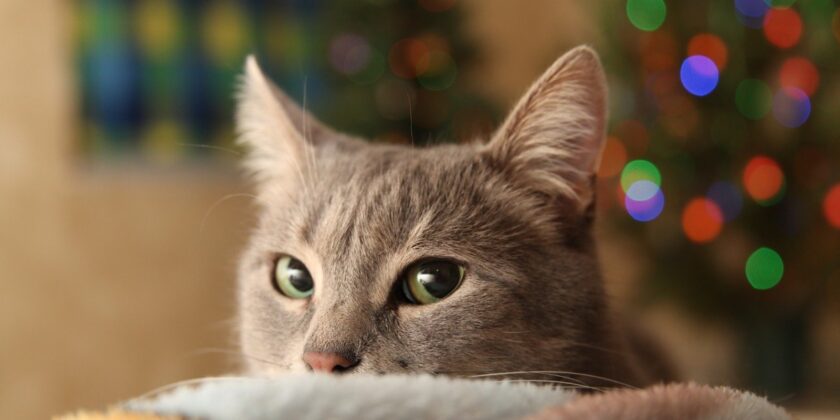 gatto