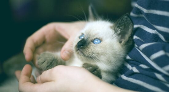 gatto siamese