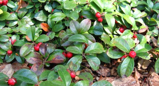 piante gaultheria