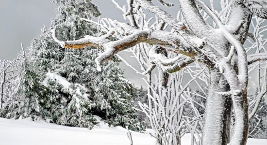 neve