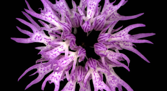 orchidee