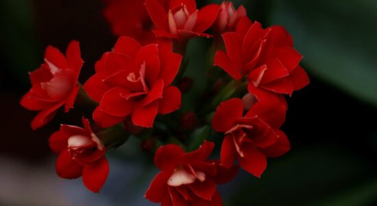 pianta della Kalanchoe blossfeldiana