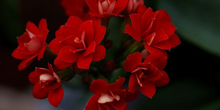 pianta della Kalanchoe blossfeldiana
