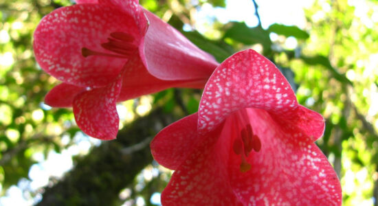 rampicante lapageria