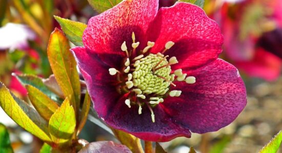 rosa di Natale