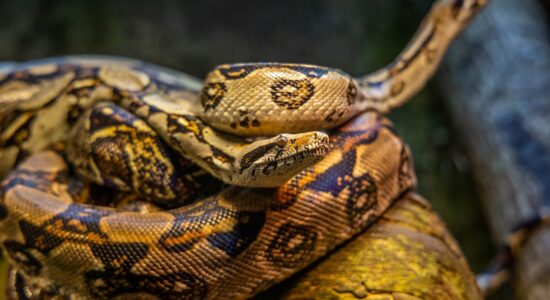 serpenti