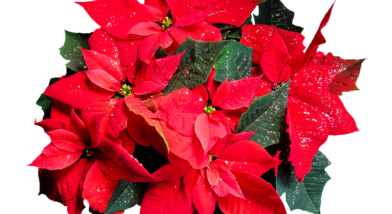 stella natale