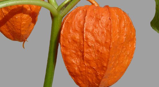 vitamina c