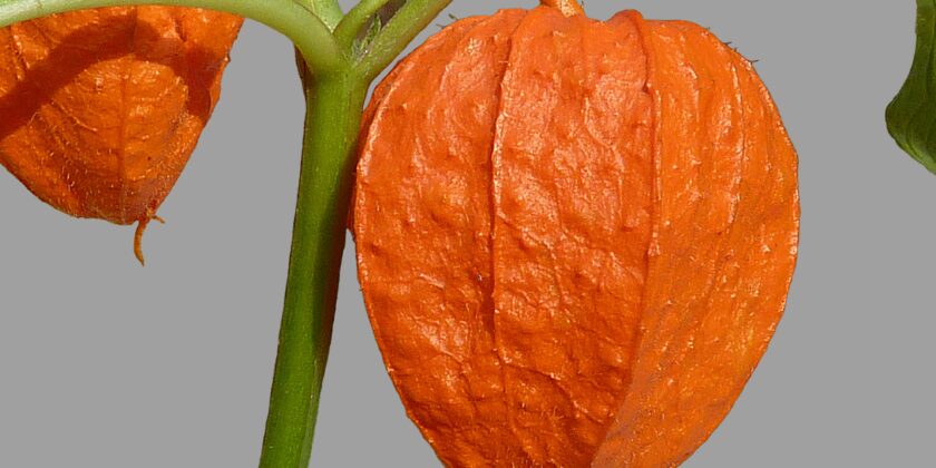 vitamina c