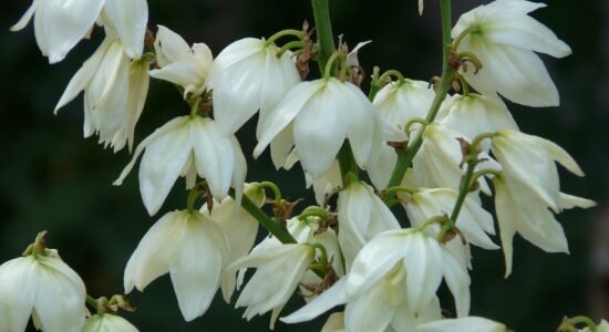 yucca