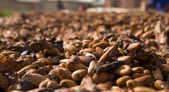cacao