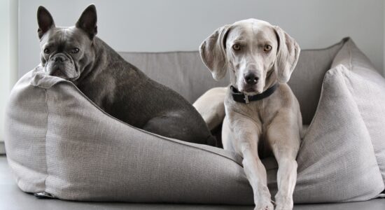 cani nella cuccia
